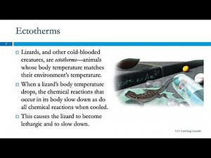 15.1 Catching Lizards