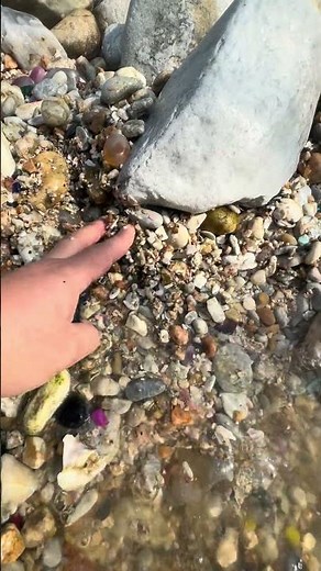 Giant Pearl Scallops vs. Freshwater Snails: Which Makes More Pearls?