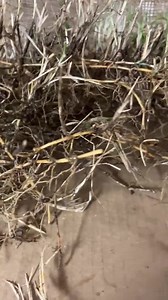 Zoysia Grass Handfull of Rhizomes(stolone) Good for 10-15 Plugs or More to Make, Bareroot in Moist, No Soil - Etsy