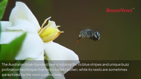 Unusual and stunning insects that will leave you amazed