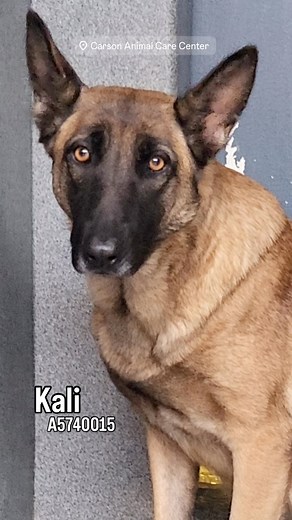 19K views · 1K reactions | ✳️KALI ✳️#A5740015 This beautiful girl is...