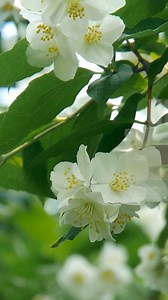 1.2K views · 24 reactions | Ingredient Spotlight ✨ Jasmine. The aphrodisiac of the olfactory world, Jasmine is found in both masculine and feminine scents, making it ultra-versatile and equally hard to resist. Test our favorite jasmine-infused scents at the link in bio. Masculine scents: Pegasus by @parfumsdemarly Remarkable People by @etatlibreorange Feminine scents: Bali Ha’i by @maisondelasie Garden Party by @memoirearchives | Scentbird | Facebook