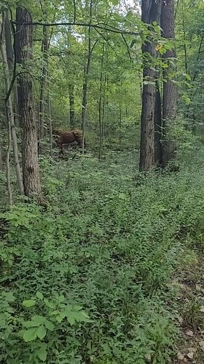 We had an escapee during the dentist visit...but Mr. Hotrod is now adding search and rescue pony to his extensive resume 🤣💙🦄 | Willow Tree Riding Stable