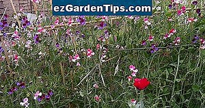 Wild Sweet Pea Pflanzenidentifikation 🌱 Tipps Gärtner - De.ezGardenTips.com