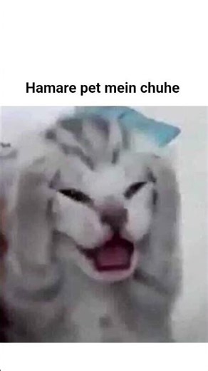 "100% logic, 0% brain cells 😭😹 #CatMemes #FunnyShorts"