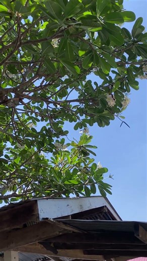 #Lantana tree #Rarely seen