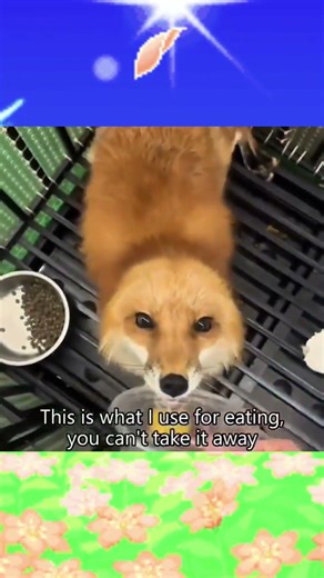 Cute Little Foxes #shorts #cuteanimals #fox #foxes