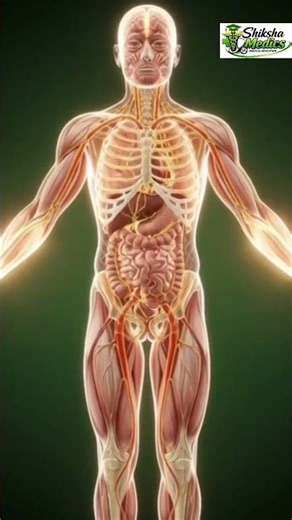 What does Neurobion tablet do in your body after you take it?