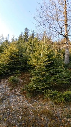 Im Wald zur Ruhe kommen 🌿