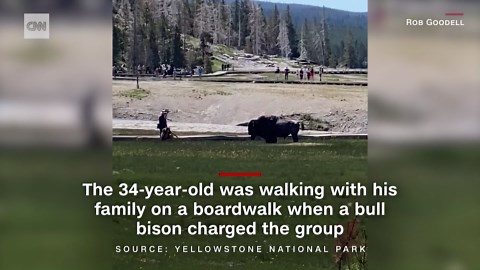 Video shows man attacked by bison at Yellowstone National Park (2022)