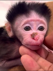 1.7K views · 29 reactions | Tiny newborn monkey crawling receive cuddling | Best Videos | Facebook