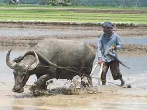Farm Power - Draft Animal Technology