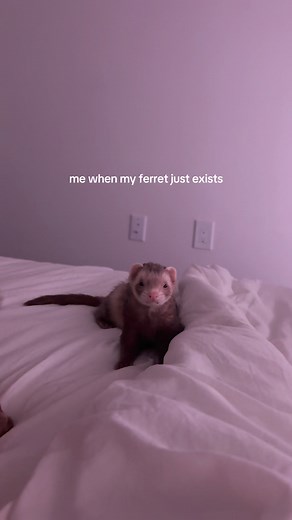 Cute Ferret Just Existing: Adorable Ferret Pet Moments