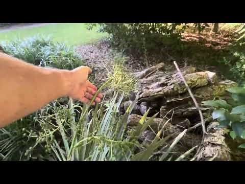 Sabal minor ‘Nuevo Leon’