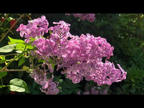 My favorite lilacs that smell great for zone 7 gardens