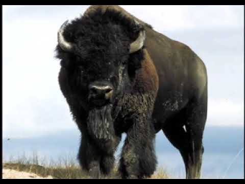 The Paleo Indians and Afterward - Lecture 12-36