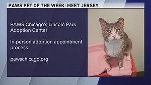 PAWS Pet of the Week: Meet Jersey