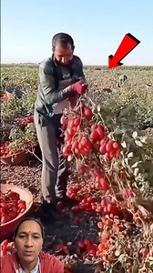 Tomatoes actually grow this well on the ground too 🍅😍 #Tomato #Farming #Shorts