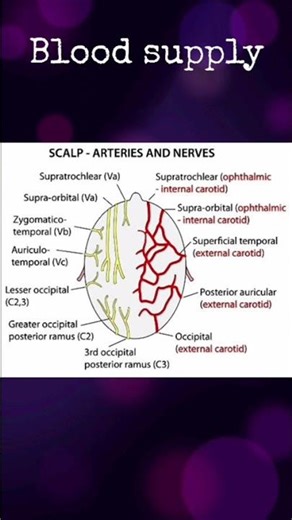 Scalp Anatomy SUPER Easy! Every BDS Student Must Watch 🔥#shorts#youtubeshorts#viral #BDSFirstYear