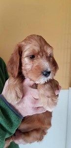 This lovely red girl is headed to newburyport on Saturday.. very excited for this new gooseberry family | Gooseberry Labradoodles