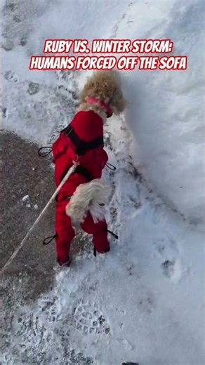 Ruby vs. Winter Storm: Humans Forced Off the Sofa