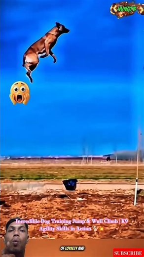 Incredible Dog Training Jump & Wall Climb | K9 Agility Skills in Action 🐕💥 #doglife #dogtraining