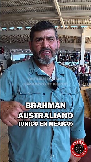 Darvich Ranch has unique polled Australian Brahman genetics in Mexico #brahman