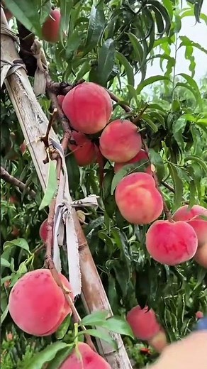 Picking the fresh pink peaches from the tree branches for a nutritious and healthy cooking project