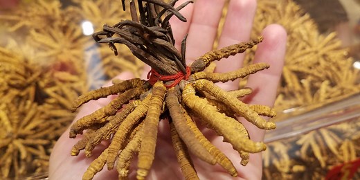 Caterpillar fungus, the world's most valuable parasite, can cost up to $63,000 per pound