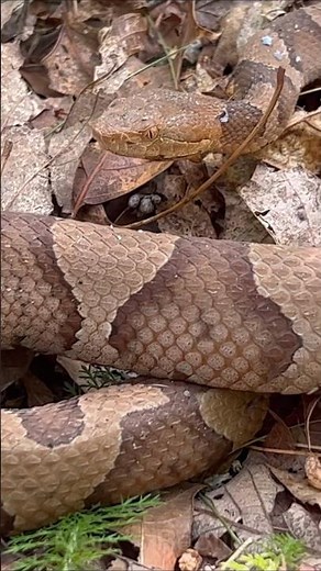 Beautiful Northern Copperhead! #snakes #animals #herping