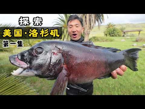 探索美国第一集·洛杉矶：潜水被困巨藻林/大龙虾无处不在/鲍鱼比脸还大/解锁加州羊头鱼！#加州 #抓龙虾 #赶海 #catalina island #加州羊头鱼 #加州龙虾