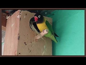 Reproduction des Inséparables, volière (Lo♡eBirds)