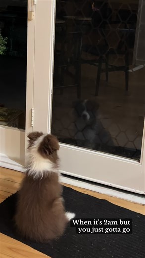 hazelthebordercollie on TikTok