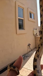 Snakes and other small animals often get stuck in pools when they try and get a drink, and are unable to get out. Those snakes often end up in the pool filter area, they're lucky when kind homeowners give us a call to rescue them. | Rattlesnake Solutions