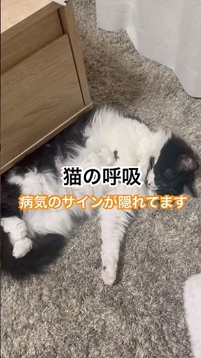 猫の呼吸は病気のサインが隠れてます！ #猫のいる暮らし #猫の健康