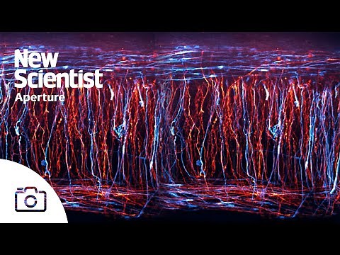 Neuron time-lapse wins 2023 Nikon Small World video competition