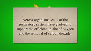 Structure and Function of Cells in the Respiratory System
