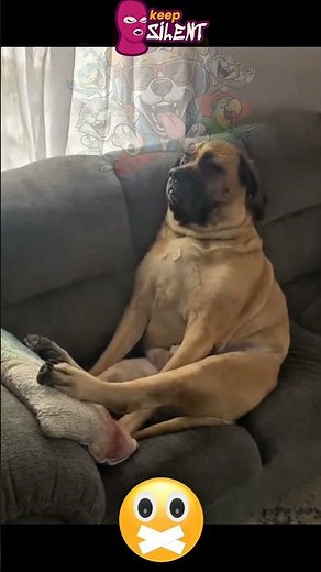 The Funniest Dog Sleeping Position Ever 😂💤