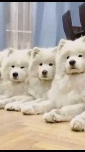 7.8K views · 639 reactions | Great Video #samoyed #samoyeddog #samoyedpuppy #samoyedlife #samoyedlovers | Samoyed Family | Facebook