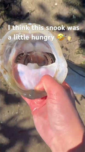 Snook swallows a 7in glide bait #fishing