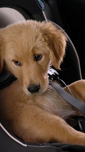 This much cuteness can hardly be contained, but it can be buckled in. #SafetyFirst #TheBarkleys #DogTestedDogApproved #BehindTheScenes | Subaru of America, Inc.