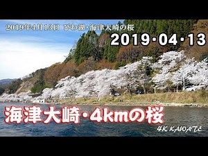 海津大崎の桜 2019 [4K]