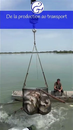 Récolte et transport des poissons : une organisation clé en pisciculture