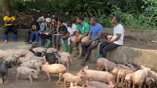 7.4K views · 151 reactions | Elevage des porcs activité économique fortement rentable en Afrique . By le général des porcs | Élevages Leaders | Facebook