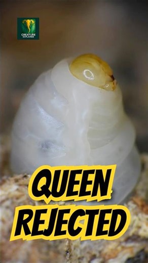 What Happens When Bees Reject Their Queen? #animalfacts