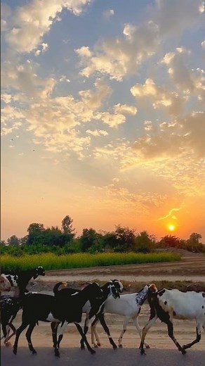 Goats can fall over when scared