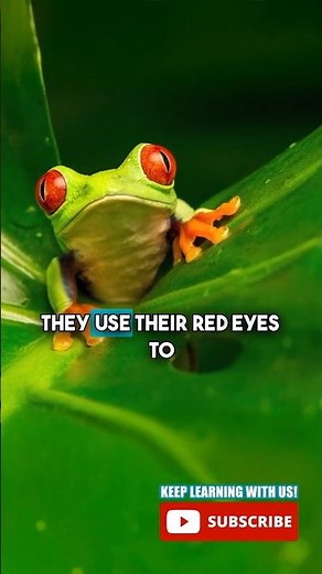 Red-Eyed Tree Frog! WHY do they have red eyes? #frogfacts #educational #youtubeforkids #naturefacts