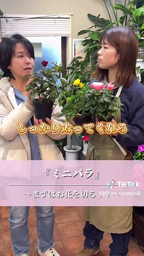 ミニバラの育て方とお花の飾り方
