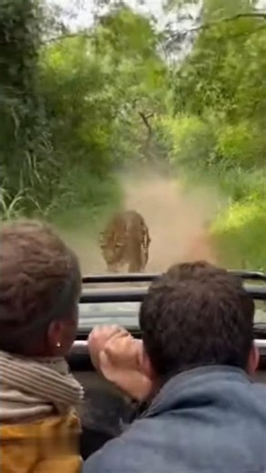 Leopard Chases Safari Jeep at Full Speed | Terrifying Jungle Escape Caught on Camera