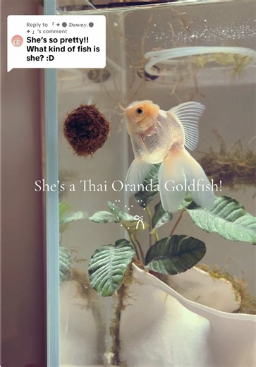 Meet My Adorable Thai Oranda Goldfish